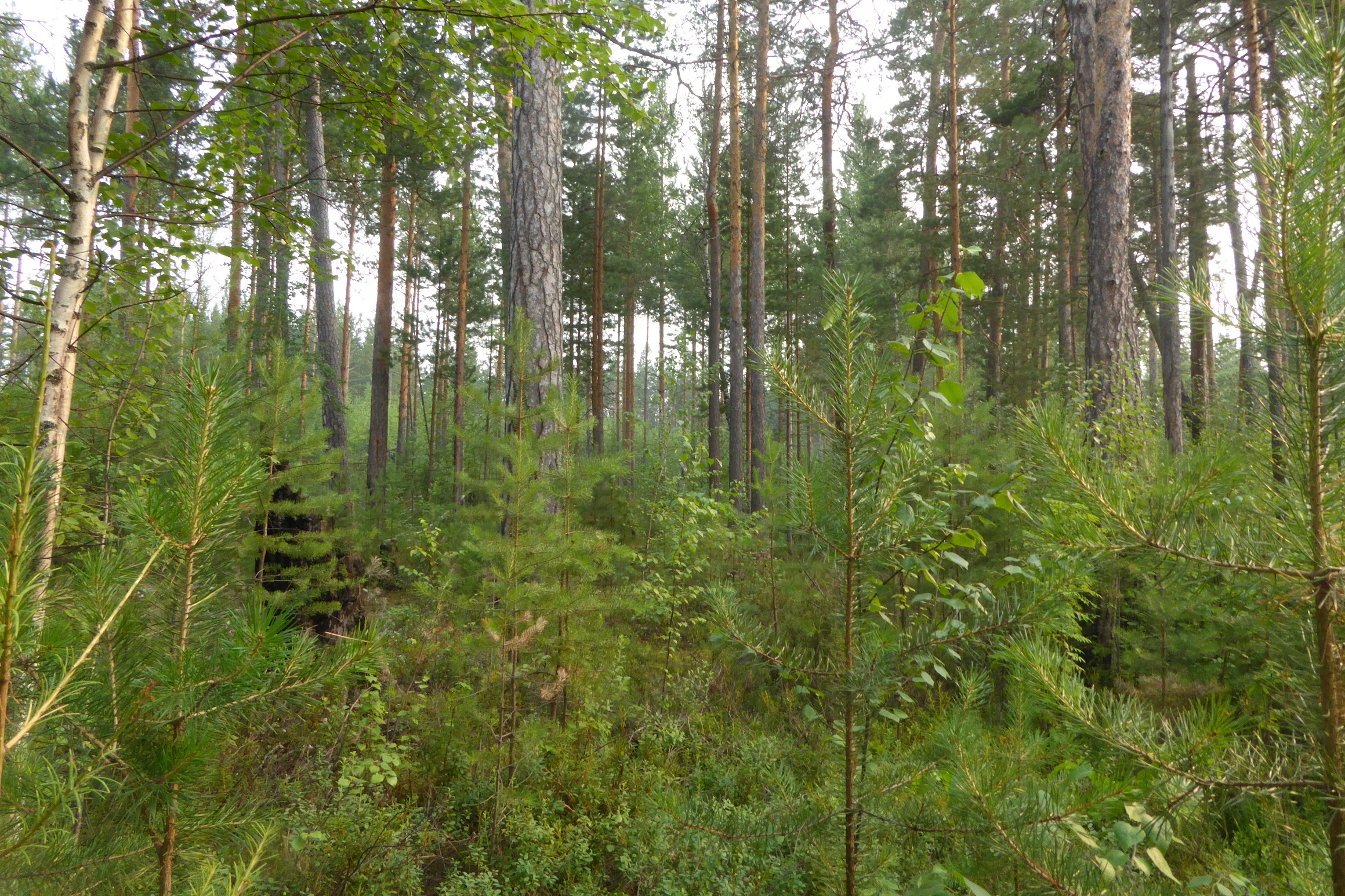 bosque-maduro-con-regeneracion-natural